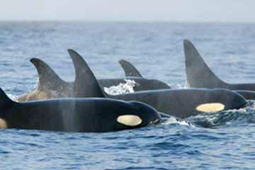 orca wdfw
