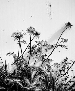 weeds2
