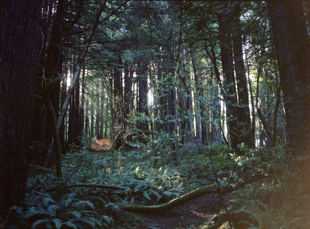 Wooded scene with doe and twin fawns. Photo by Emma McCann for Herschel (NY).