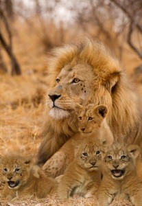 Noni, held at a Pennsylvania prison, asked for "a photo of a 'Adult Male Lion & Four Cubs.' It will represent: me as the father and my three sons and one daughter... because my family calls me 'The Crying Lion' and I love my kids — (my cubs) and I will protect them with my life. Please place 4 tear-drops under the right eye of the male adult lion and 1 tear-drop under each of the right eye of each cub... This is a must. Please!" Image by: Tiffany Mcillwain